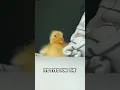 Download Lagu Ik zou ze zo snel adopteren