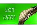 How to Treat Lice Without Chemicals Consumer Reports