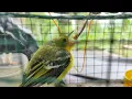 Download Lagu MERAWAT BURUNG SIRTU CIPOW ANAKAN ATAU LOLOHAN