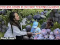 Download Lagu PANEN PLUM UNGU JUMBO DAN TERMANIS PERDANA DI PERKEBUNAN AMERIKA| PLUM MANISAN?