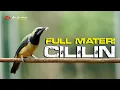 Download Lagu CUNGKO GACOR FULL ISIAN CILILIN