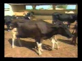 Download Lagu GLOBO RURAL 1997 QUEIJOS
