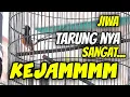 Lagu Burung ini Dapat Hadiah Mobil Expander ‼️ Tiket 8.5 juta .. 