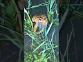 Download Lagu Frog Croaking