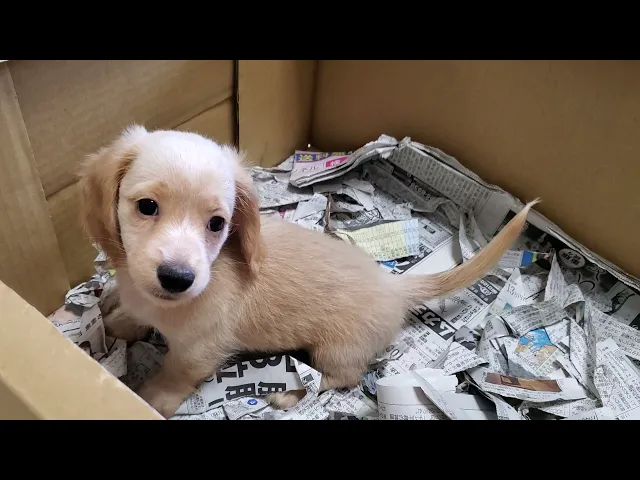 動画