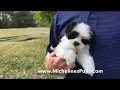 Gorgeous Maltese Shih Tzu Pups in Ocala Florida