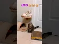 Download Lagu When Yuli and Tiger found somethings like UFO🛸👽😹