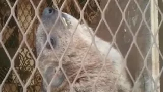 تونيس وبر كلخ بصوت صافي وممتاز 