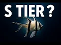 Beginner Saltwater Fish Rated What Actually Survives
