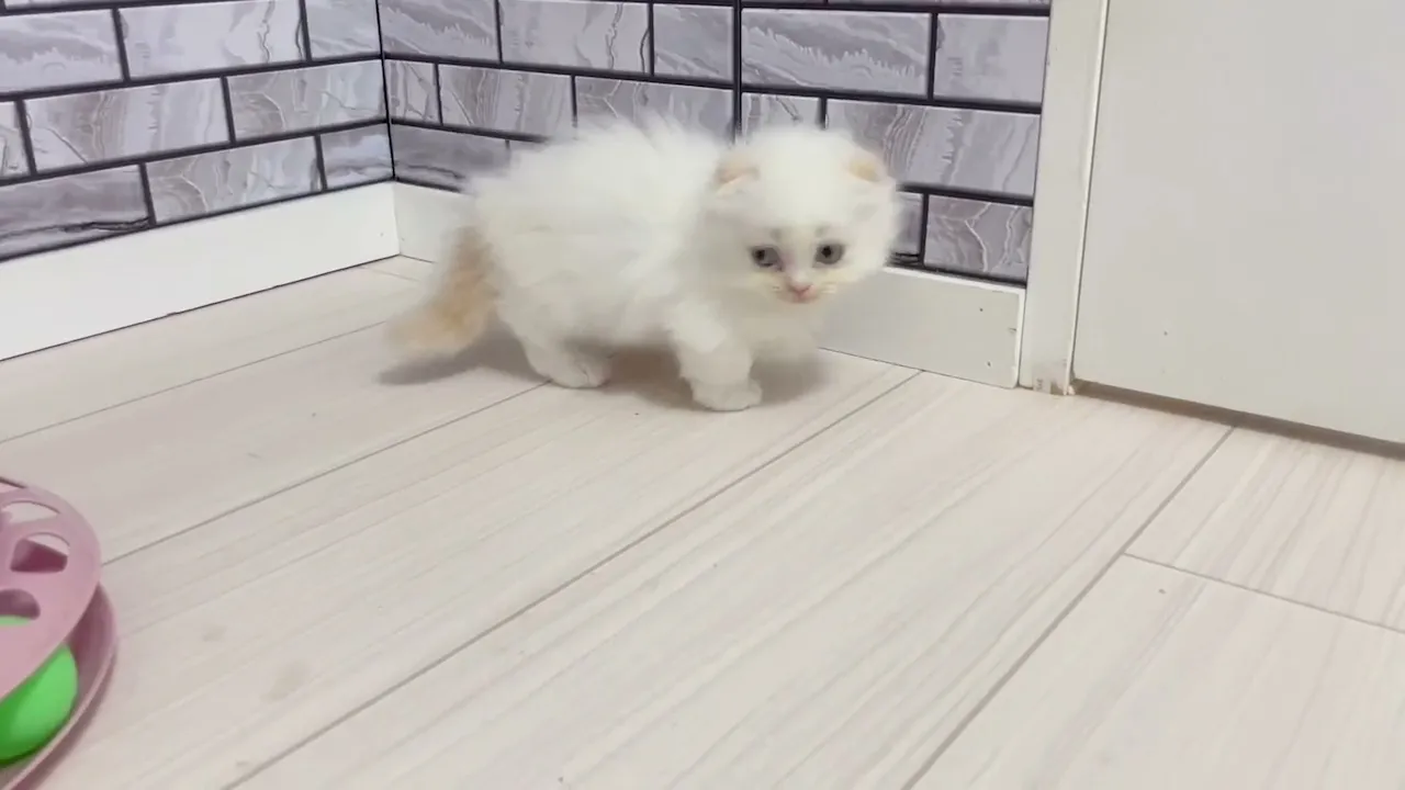 動画