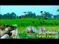 Download Lagu Belibis kembangnya turun terus