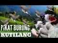 Lagu suara pikat burung kutilang ribut 💯% mp3 kutilang gacor powerfull panggil lawan