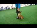 Lagu Barry Na-la Dvor 4 months obedience