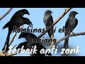 Download Lagu Suara srigunting abu abu kombinasi genteot/muraiirian ribut kejepit paling ampuh untukpikat antizonk