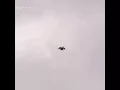 Hawk has super strength snatches up whole deer