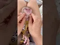 Mom needs to get that seed out to protect baby monkey Susu