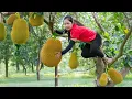 Download Lagu Harvesting Jack Fruit Garden To Sell At The Market - Banana Ice Cream Recipe | Hanna Daily Life
