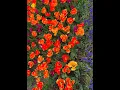 Tulip Time Guide Holland MI 2023
