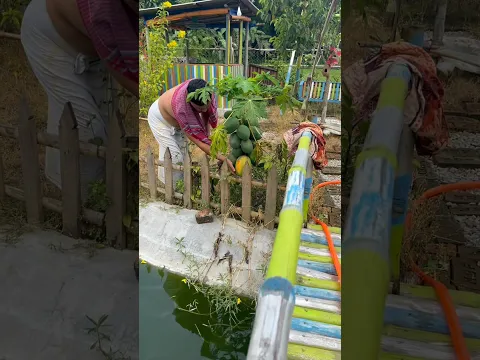 আমার খামারবাড়ি থেকে সারাবছর আমি কি কি পাই।#villagelife #cooking