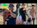 Download Lagu Pheasant এসেছে ছাদে অনেক অপেক্ষার পর 🥰