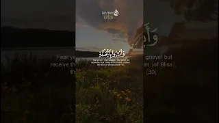 سورة فصلت المنشاوي 