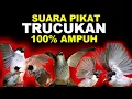Lagu SUARA PIKAT BURUNG TRUCUKAN TARUNG RIBUT