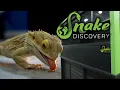 Bearded Dragon Setup Guide