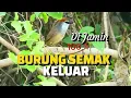 Suara Pikat Burung Kaso Kaso Paling Ampuh