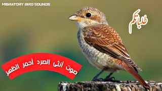 طلباتكم  صوت أنثى الصرد أحمر الظهر  للصيد  دندنها