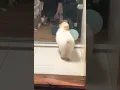 Pet store dog abuse