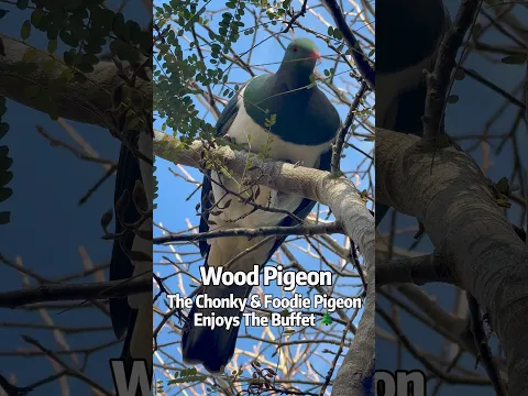 The Chonky & Foodie Pigeon enjoys the buffet 🌲