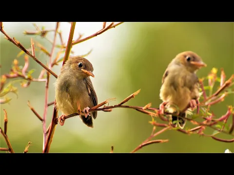 Download MP3 Canto degli Uccellini, Relax in Giardino, Suoni della Natura per Dormire e Rilassarsi