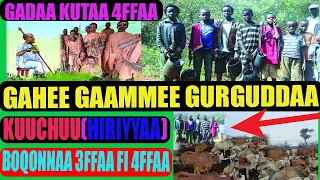 GADAA KUTAA 4FFAA GAHEE GAAMMEE GURGUDDAA FI KUUCHUU BOQONNAA 3FFAA FI 4FFAA 
