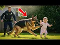 Download Lagu The K9 Dog Broke Free from His Officer and ‘Attacked’ a Baby — The Truth Behind It Will Make You Cry MP3