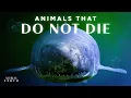 5 Animals That Broke the Rules of Death