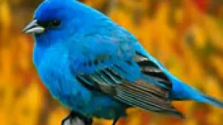 كان ياما كان من مسلسل ساره جاامده 