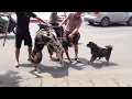 Download Lagu briga de cachorros - lutas de animais