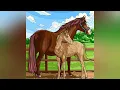 Horse Coloring Games For Kids Horse With Horse s Foal Coloring
