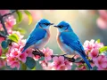 Lagu 🍀 Gentle Piano with Birds Chirping - 99% Healing, Stop Overthinking, Remove Negativity 🎼🌺🕊️