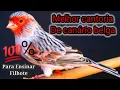 Download Lagu Legítimo Canto De Canário Belga Para Ensinar Filhotes