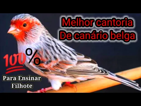 Download MP3 Legítimo Canto De Canário Belga Para Ensinar Filhotes