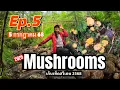 Download Lagu Ep.5 (5 ก.ค. 68) ชีวิตติดป่า ไปเก็บเห็ดมันปู Cantharellus Cibarius (Kantarell 🇸🇪) ต้นฤดูกาลหายาก😁
