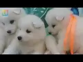 Download Lagu EVA / ERNI puppies, Birthdays on December 4, 2018