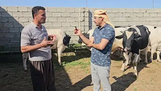 نصائح عن ربط العجول من الصفر من البدايه وفوائده الربط الربح ربط البقر ربط الحوالي دندنها