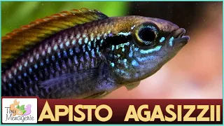 Download All About Apistogramma Agassizii - The Charming Dwarf Cichlid MP3