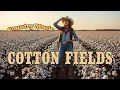 Lagu Cotton Fields – Creedence Clearwater Revival | Classic Country Cover (Golden Country Vibes)