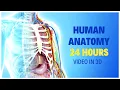 Human Organs in the Body 24 Hours to Master HUMAN ANATOMY