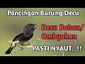 Download Lagu Suara Burung Decu || Pancingan Burung Decu Bahan, jamin Nyautt...
