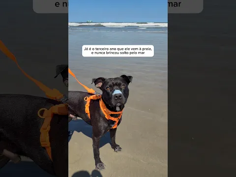 Esse Brigadeirão só nos enche de orgulho 🥹❤️🙏 #cachorro #cachorros #pitbull #pitbulls #mar #praia