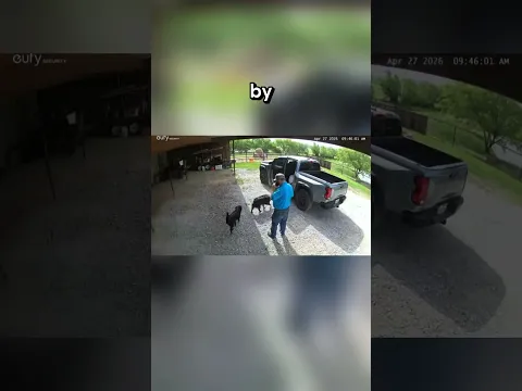 He Showed Up Every Day to Pick Up His Granddogs